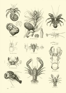 Page du Musée Pictural de la Nature Animée