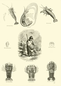 Page du Musée Pictural de la Nature Animée - English School