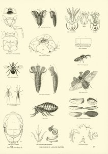 Page du Musée Pictural de la Nature Animée - English School