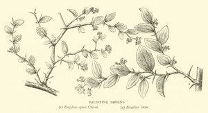 Épines de Palestine