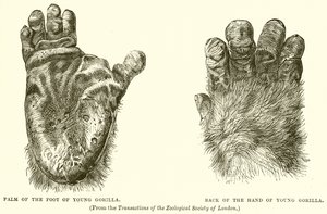 Paume du pied du jeune gorille. Dos de la main du jeune gorille - English School