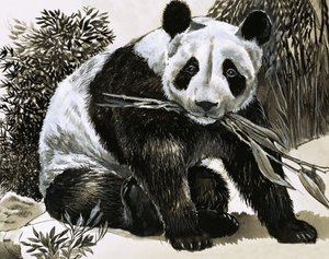 Panda - English School