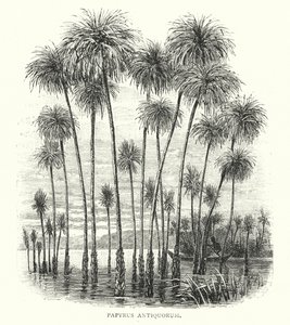 Papyrus Antiquorum (gravure) - English School