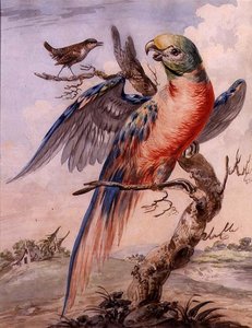 Perroquet