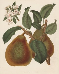 Poire Doyenné du Comice - English School