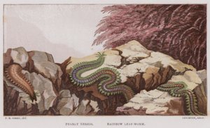 Nereis nacrée, Ver-feuille arc-en-ciel (lithographie en couleur)