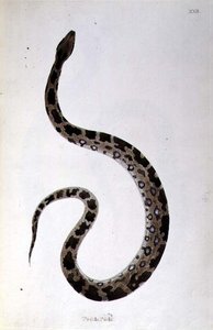 Pedda Poda Serpent de 