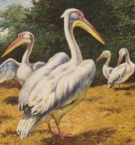 Pélicans
