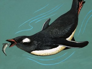 Pingouin attrapant des poissons