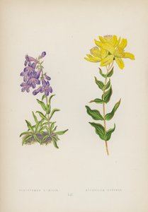 Pentstemon Humilis; Hypericum Burseri