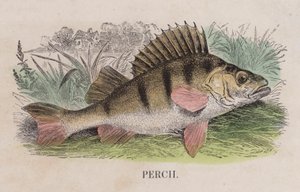 Perche (gravure en couleur)