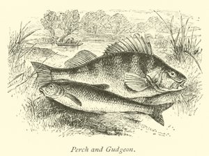 Perche et goujon - English School