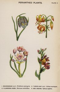 Plantes à périanthe (lithographie en couleur)