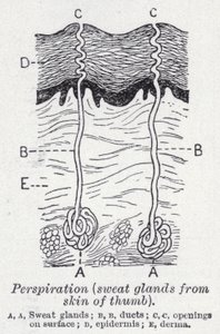 Transpiration, glandes sudoripares de la peau du pouce - English School