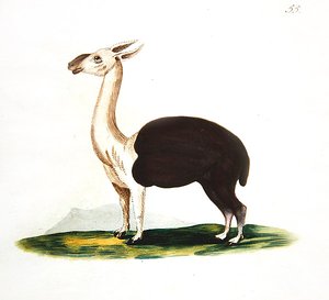Guanaco péruvien, c.1810
