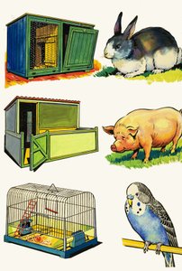 Animaux de compagnie et leurs maisons : Lapin, Cochon et Perruche