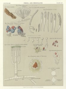 Peziza et Penicillium