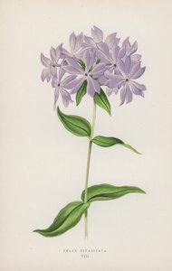 Phlox Divaricata (lithographie en couleur) - English School