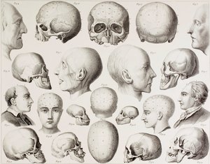 Illustration phrénologique montrant les relations psychologiques du cerveau, d