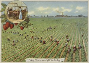 Cueillette de fraises - English School