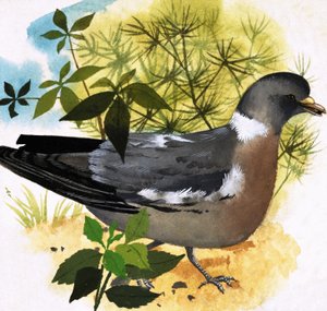 Pigeon