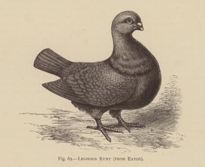 Pigeons : Leghorn Runt, d