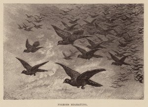 Migration des pigeons - English School