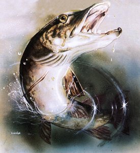Brochet sautant