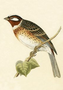 Bruant des neiges, illustration de 