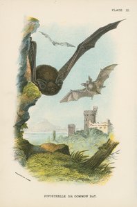 Pipistrelle ou Chauve-souris Commune