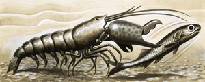 La crevette pistolet étourdit un poisson - English School