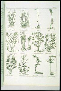 Plantes de Culpeper