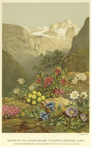Plantes de la région alpine, les Alpes calcaires du Nord