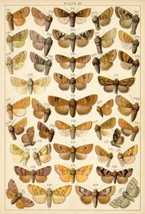 Planche de Nos papillons et mites du pays - English School