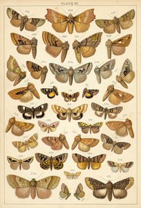 Planche de Nos papillons et mites du pays - English School