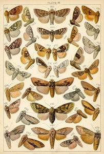 Planche de Nos papillons et mites du pays - English School