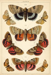 Planche de Nos papillons et mites du pays - English School