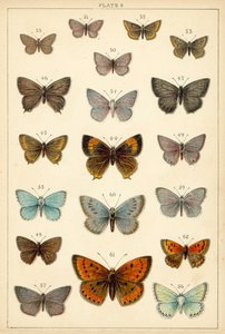 Planche de Nos papillons et mites du pays