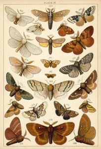 Planche de Nos papillons et mites du pays - English School