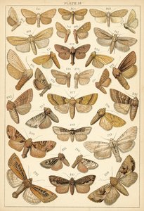 Planche de Nos papillons et mites du pays - English School
