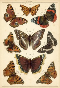 Planche de Nos papillons et mites du pays