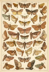 Planche de Nos papillons et mites du pays - English School