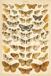 Planche de Nos papillons et mites du pays - English School