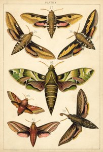 Planche de Nos papillons et mites du pays - English School