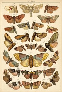 Planche de Nos papillons et mites du pays - English School