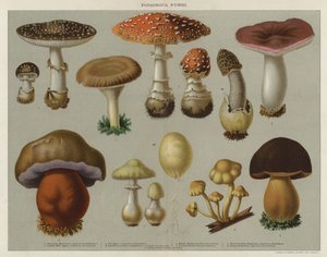 Champignons vénéneux