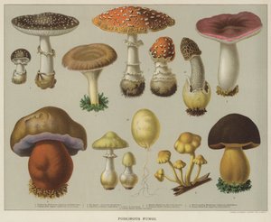 Champignons vénéneux (lithographie en couleur)