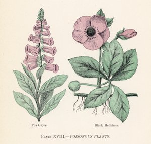 Plantes vénéneuses - English School