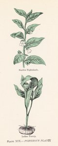 Plantes vénéneuses