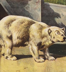 Ours polaire